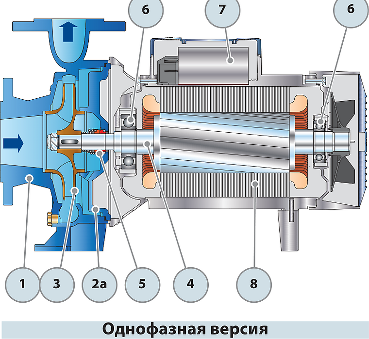 Разрез насоса Pedrollo Fm 40/125B: корпус, колесо, уплотнение, подшипники Разрез насоса Pedrollo Fm 40/125B: корпус, колесо, уплотнение, подшипники